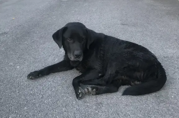 Собака найдена на улице Ленина, 103 в Батайске