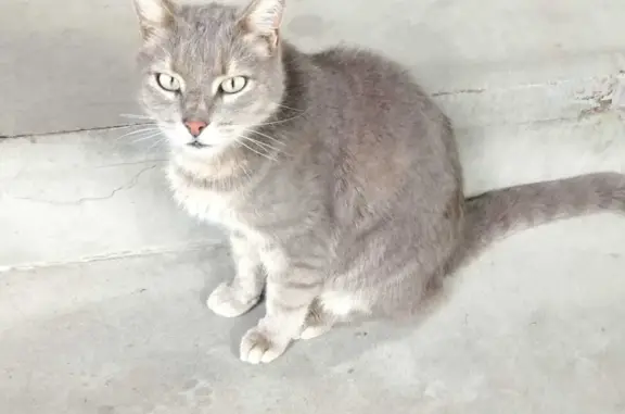 Найдена серо-голубая кошка на Советской улице, Шахты