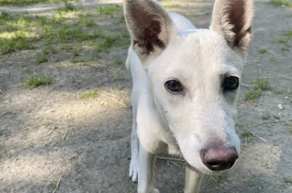 Найдена собака на улице Залесской в Симферополе