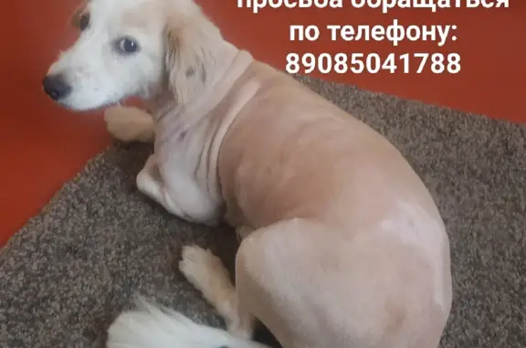 Пропала собака в Западном Батайске - помогите найти!