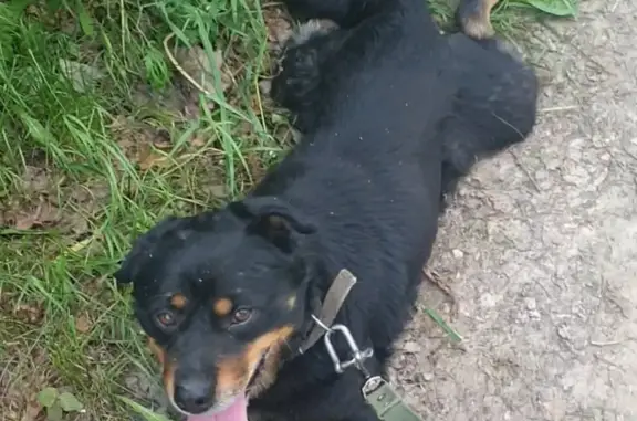 Найдена собака Кабель на улице в Подмоклово