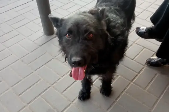 Найдена собака на Московском проспекте, Воронеж