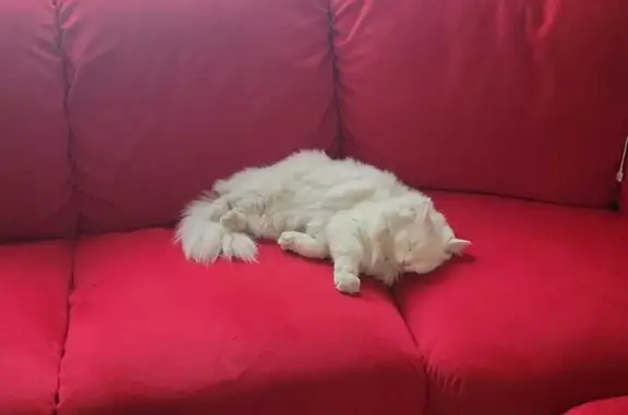 Пропала белая кошка в Екатеринбурге