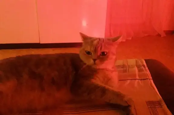 Кошки потеряшки, Набережные Челны, фото: Потеряшка кошка в Набережных Челнах на ул. Бони 49/25А