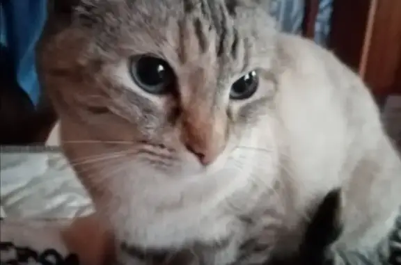 Пропала кошка Мая в Московской области