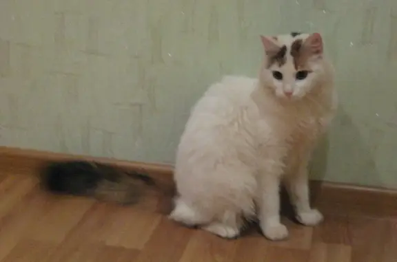Пропала кошка Бася на ул. Тополёвая, 18 с1, Пушкин