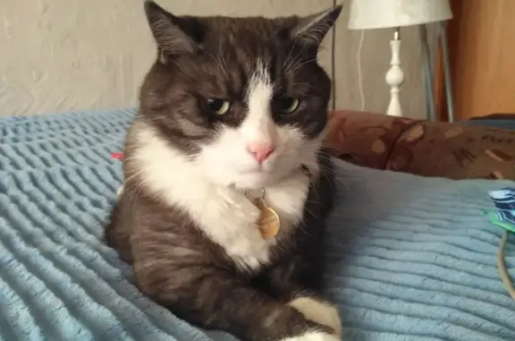 Кошки потеряшки, Санкт-Петербург, фото: Потеряшка кошка 