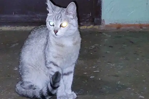Кошка найдена на ул. Постышева, 2 в Хабаровске