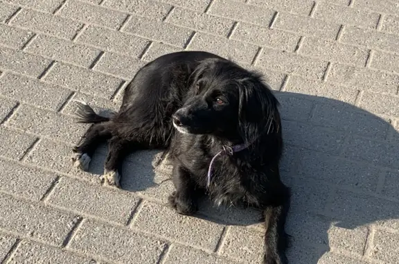 Найдена собака у метро Черна речка, адрес - ул. Савушкина, 2.
