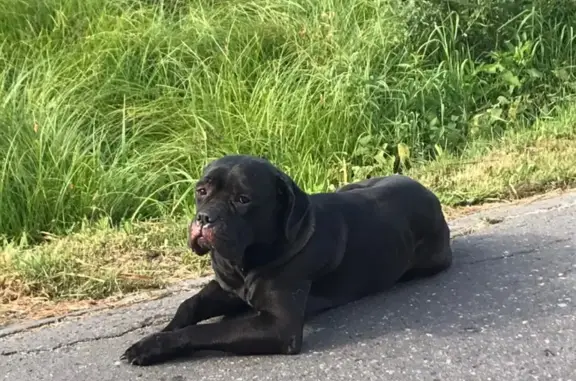 Собака найдена в Кабаново, Московская область