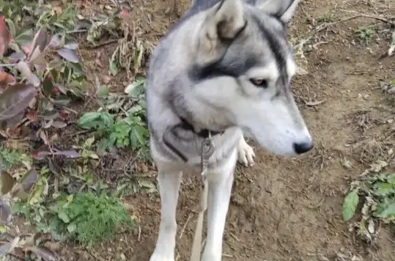 Пропала собака в Верхней Пышме, район СНТ 39