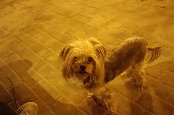 Найдена собака Йорк на улице Гоголя, 20А, Томилино