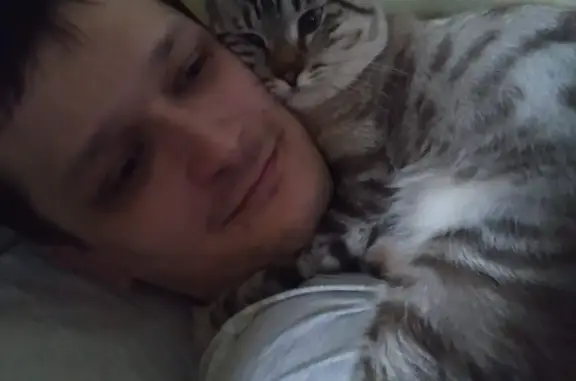 Кошки потеряшки, Екатеринбург, фото: Потеряшка кошка Кося на Черноярской, 26, Екатеринбург