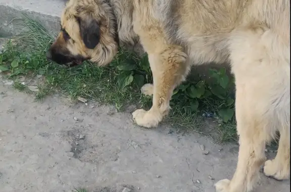 Пропала собака в Антипино, Тюменская область
