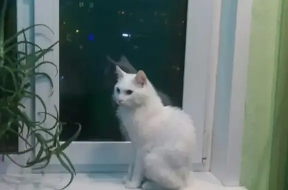 Найден белый кот без хвоста на Кедровой улице