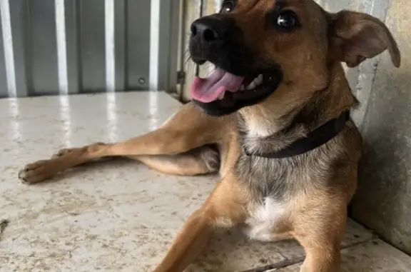 Найдена собака Сочи, ищет дом в любом городе России.