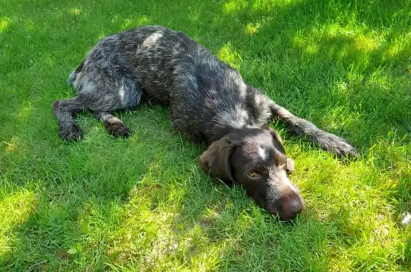 Найдена собака в Папино, Калужская область