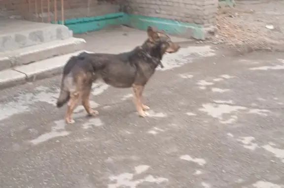 Собака найдена на проспекте Фрунзе, 23 в Томске.
