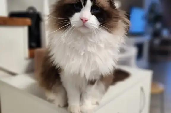 Объявления о пропавших и найденных животных, Смоленск, фото: Пропала кошка на Досуговском шоссе, 38