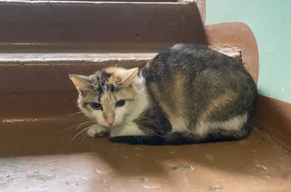 Найдена кошка: Рябикова д. 50, Иркутск