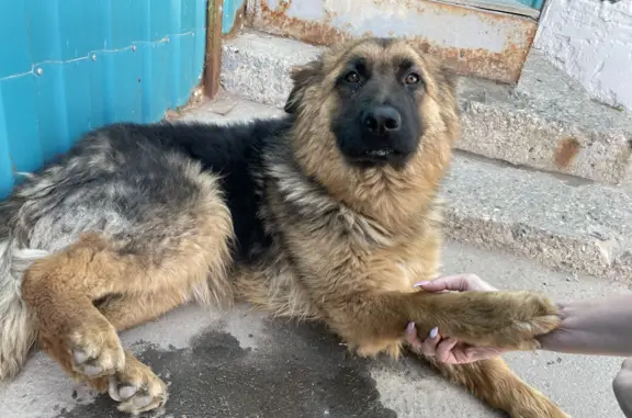 Найдена собака на Колхозной ул. в Чехове