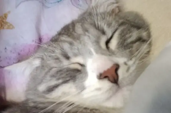 Кошки потеряшки, Екатеринбург, фото: Потеряшка серый кот с белым (Екатеринбург, ул. Фрунзе 62)