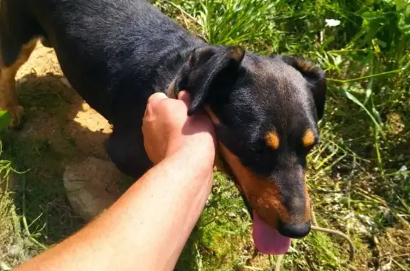 Найдена собака в Митяево, Калужская область.