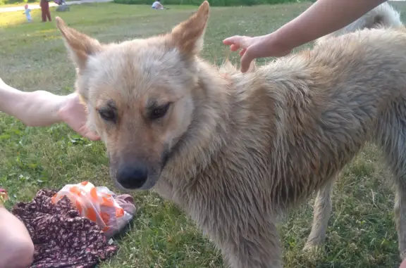 Найдена собака Лайка на Славянской, СПб