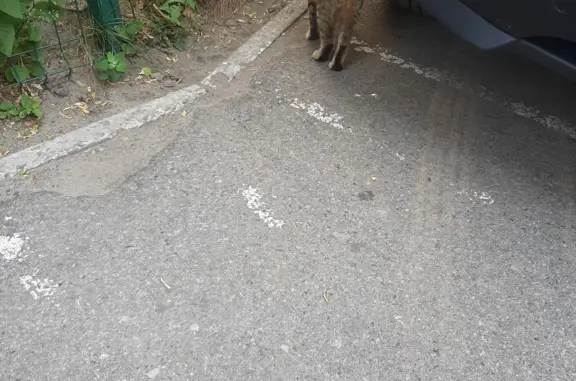 Найден котик на ул. Энгельса, 4 в Брянске