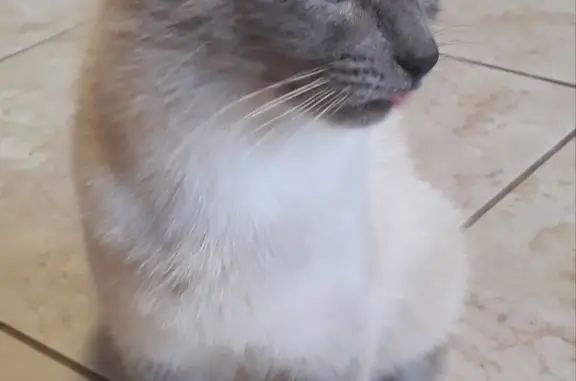 Найдена умная сиамская кошка на Клубничной, 150