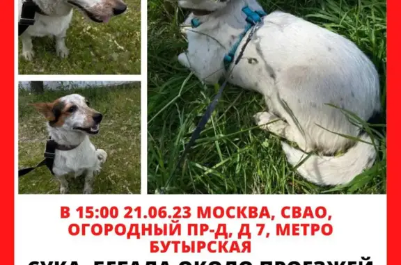 Найдена собака: Огородный проезд, 7А, Москва