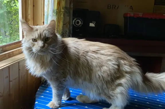 Пропала кошка Мейн Кун на Вишнёвой, Московская область