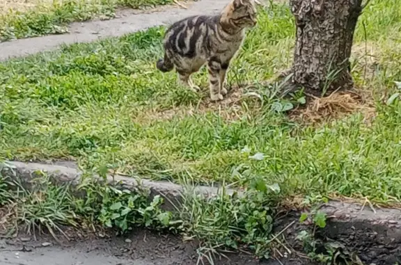 Найдена кошка Кот на ул. Завертяева, 23 в Омске
