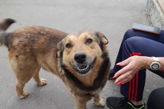Пропала рыжая собака на Тихорецкой, 19 в Казани