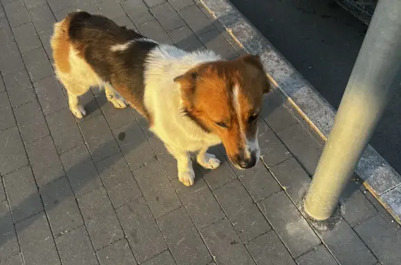 Собака с ошейником на Новорязанском шоссе, 11