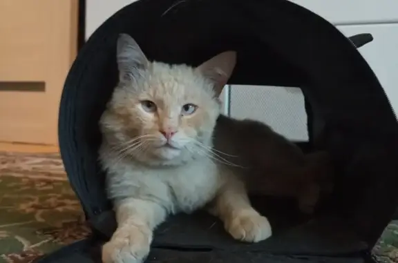 Потерянные животные Тамбов, фото: Пропал кот Кокос на Достоевского, 57 в Тамбове!