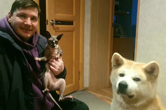 Собаки потеряшки, , фото: Потеряшка собака в Дзержинске: Рыжий пес на ул. Короленко, 7.