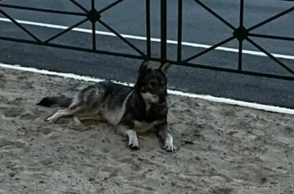 Пропала собака на Губернской, похожа на волка