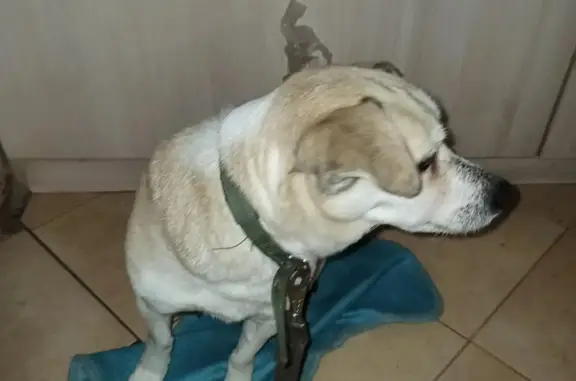 Пропала собака Чарли в Московской области с большой пипеломой