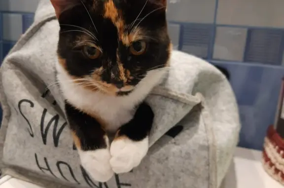 Кошки потеряшки, Санкт-Петербург, фото: Потеряшка кошка на Дорожной, 16