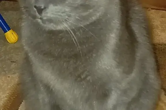 Кошки потеряшки, Мурмаши, фото: Потеряшка кошка на ул. Цесарского, 9 в Мурмашах