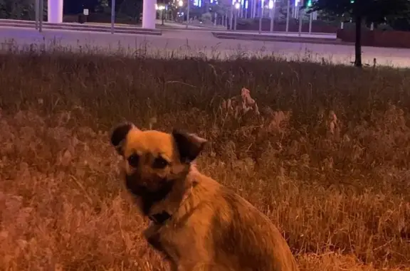 Пропала собака на пр. Мира в Липецке