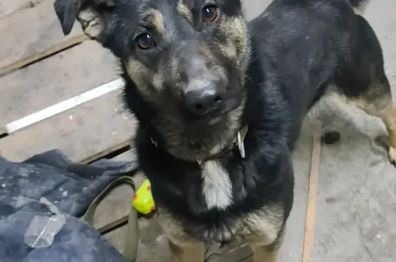 Пропала собака Бигль на пр. Вахитова в Набережных Челнах