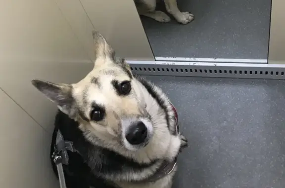 Собаки потеряшки, Санкт-Петербург, фото: Потеряшка собака Вишенка на Индустриальном проспекте