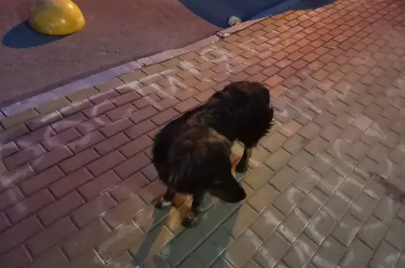 Собака найдена на ул. Евстафьева, 5 в Балашихе.