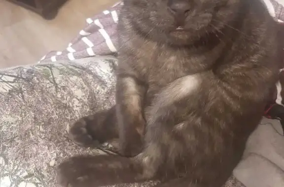 Кошки потеряшки, Екатеринбург, фото: Потеряшка кошка Котик на ул. Избирателей, Екатеринбург