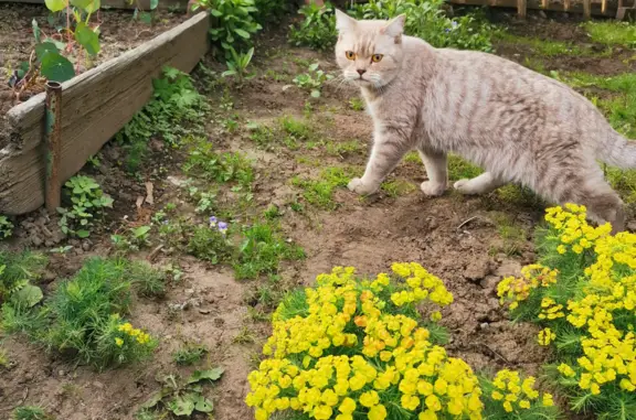 Найдена кошка на даче в Иркутске