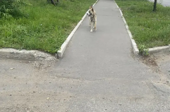 Найдена собака на улице Промышленной в Хабаровске