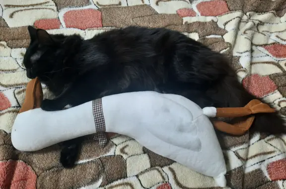 Кошки потеряшки, Ува, фото: Потеряшка пушистая черная кошка в Новом переулке, Ува