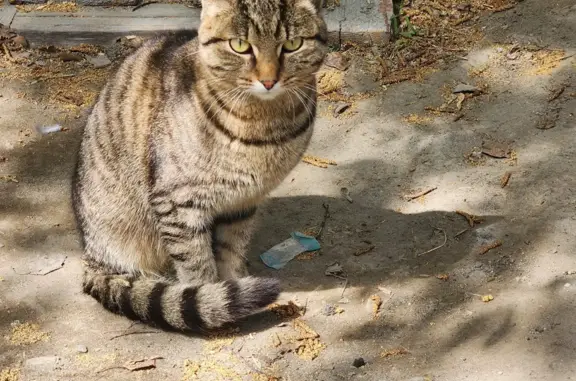 Найден молодой котик на улице Тимакова, Томск